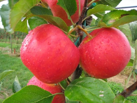 Pommes pirouette  (* 1,5kg)