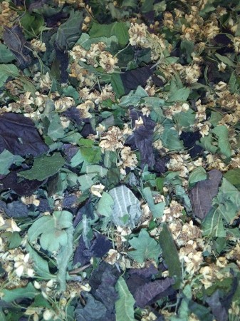 Tisane Quelle Veine! Composée de feuilles de Noisetier et de fleurs d'Aubépine  (* 25gr)
