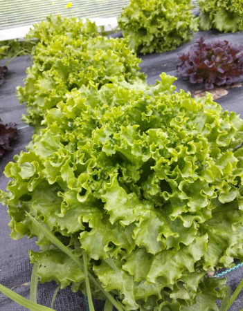 Salade frisée  (pc)